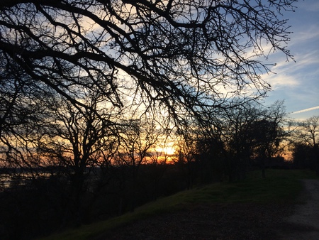 Through the Trees 