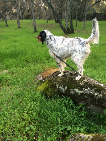 A Missy on the Rocks