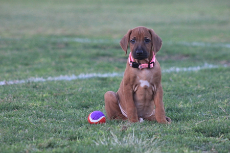 Toffee (Rhodesian Ridgeback)