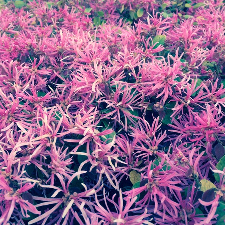 Lots of flowers
