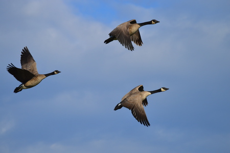 Canadian Geese