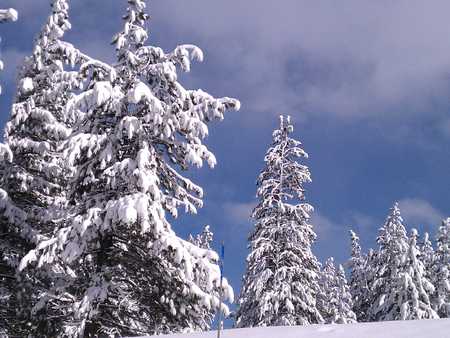 Snow Trip