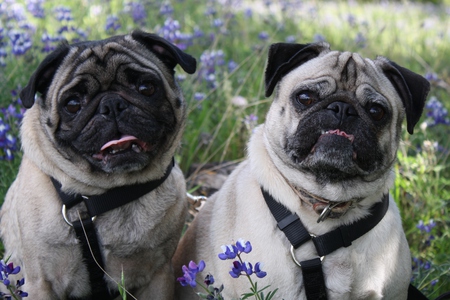 Puggy Shoot