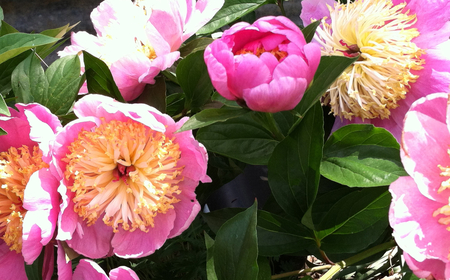 Peonies