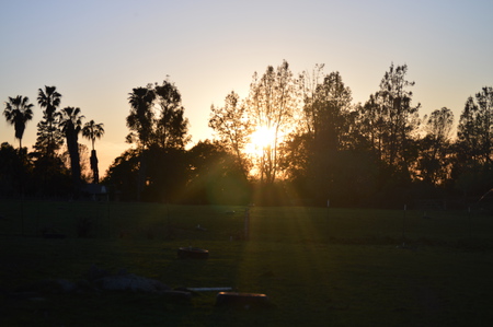 Sunlight
