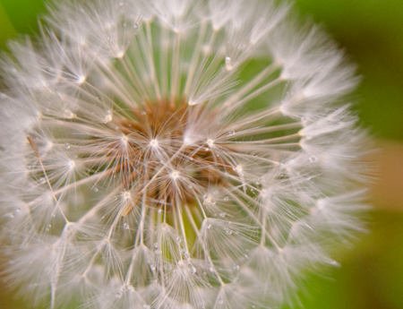 Blowin in the wind