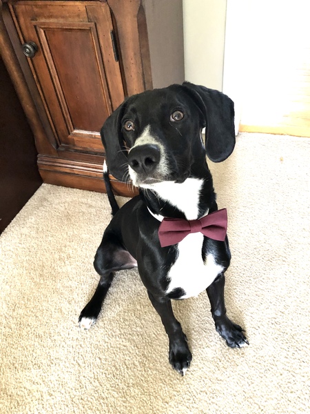 Cooper 