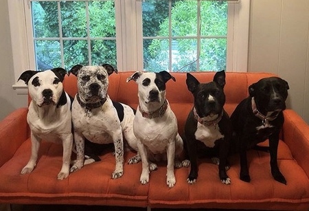 Harvey, Max, Terra, Lulu, June 