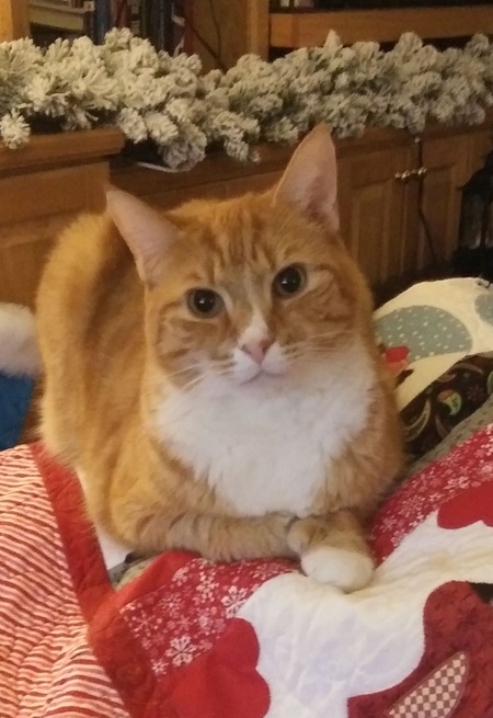 Bob