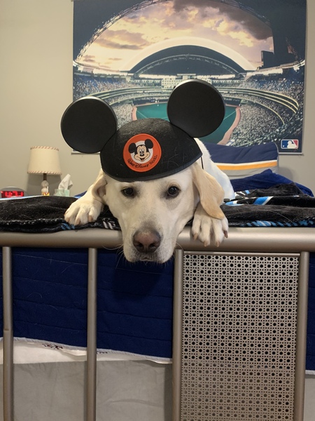 Scout