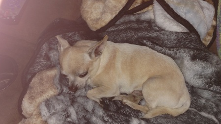 Bruiser