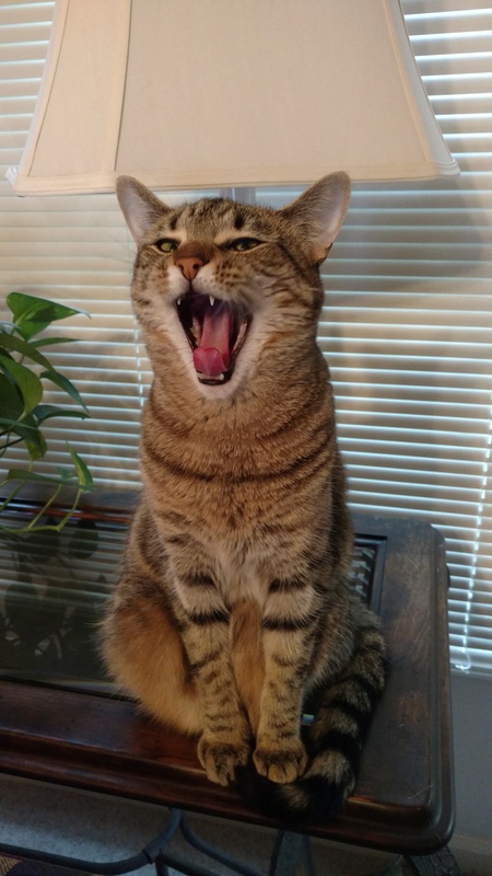 Belky