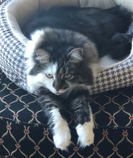 Khaleesi