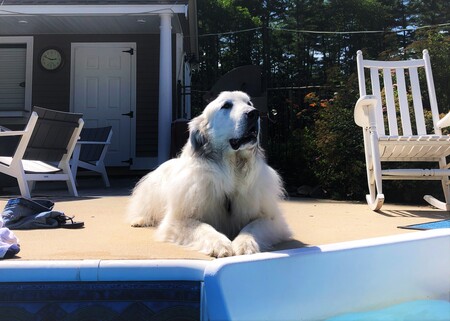 Octavius (aka Doggo)