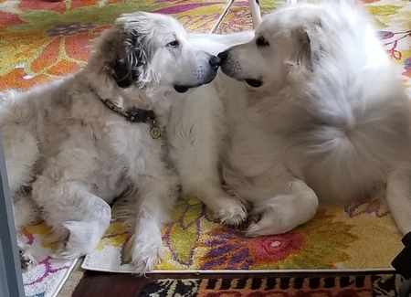 Clooney and Willow 