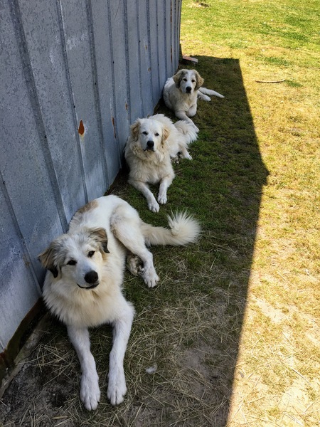 Bluegrass, Gigi and Duke