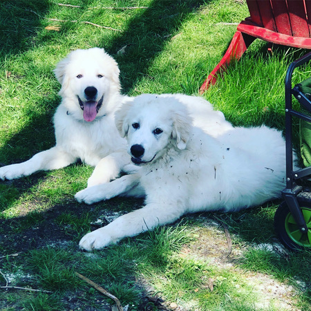 Rémy and Sammy