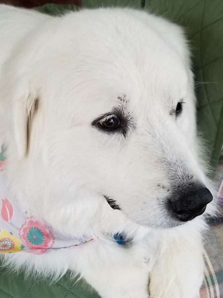 Sophie