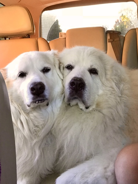 Bailey and Tucker