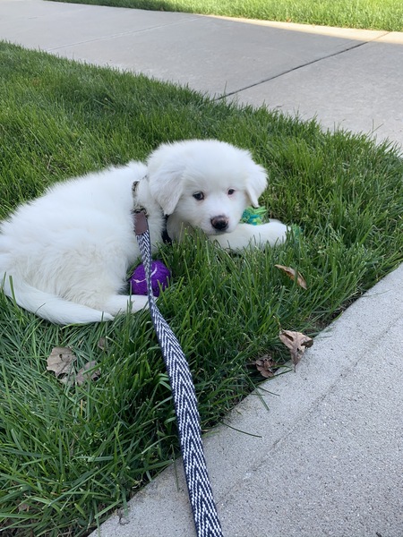 Oakley
