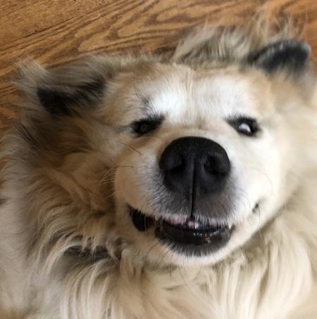 Nanook