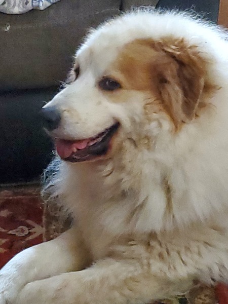 HUCKLEBERRY 