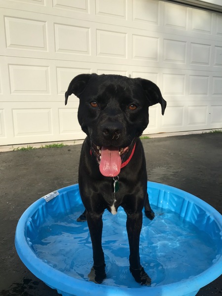 Archie 