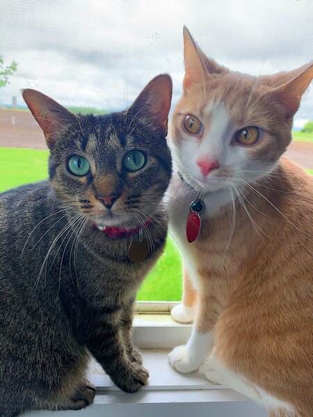 Rosie and Figgy