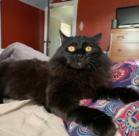 Atticus  