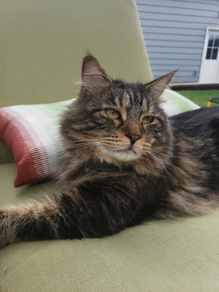 Mr. Cuddles (aka Carl)