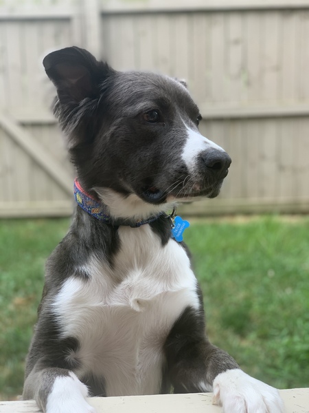 Trixie