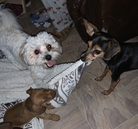 Bailey, Greta and Hazel