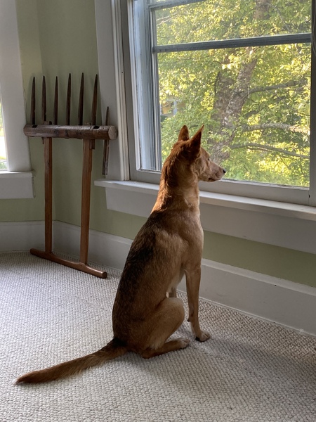Rosie