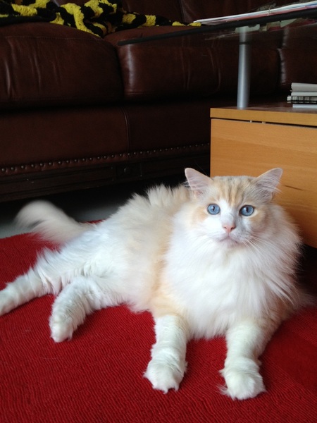 Wickman (adopted as Bailey)