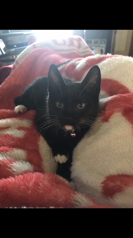 Gracie