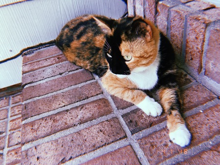 Nala