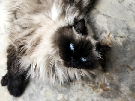 Elsa
