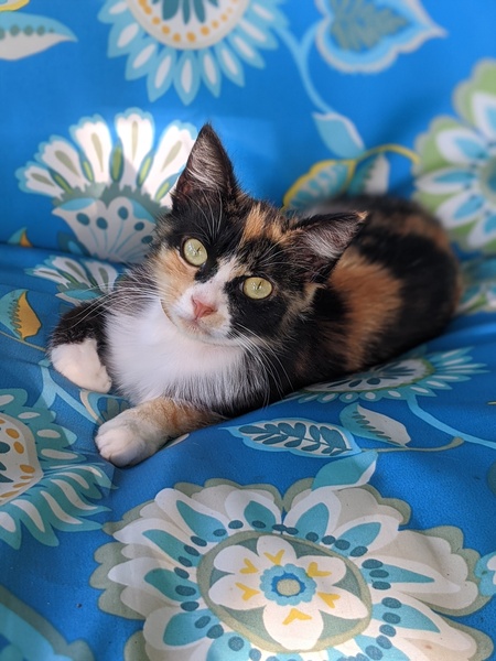 Fizgig