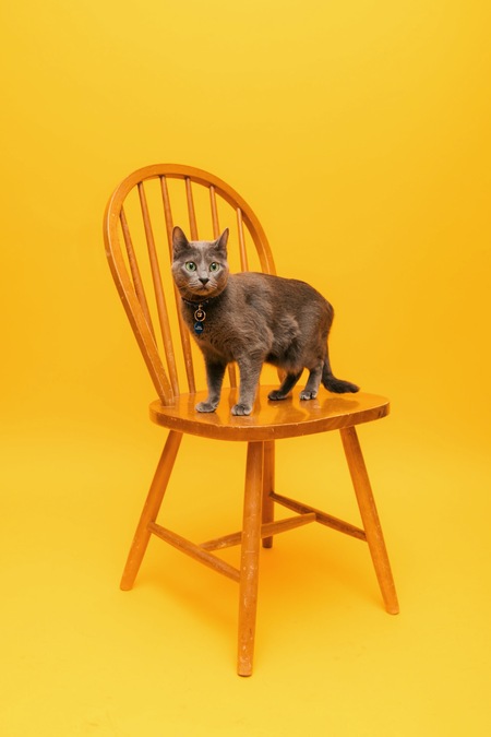 Tiny Grey