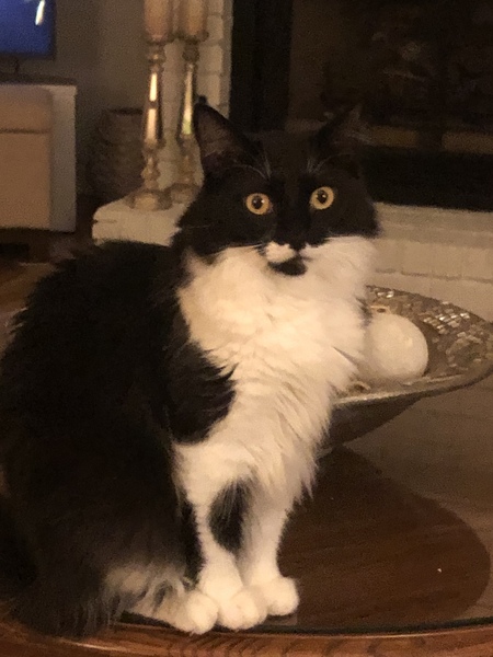 Gracie