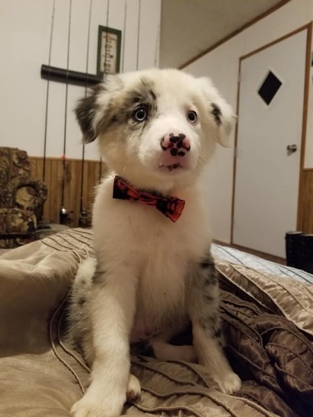 Otis