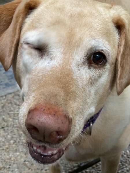 Daphne 