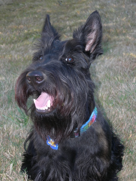 Maximus