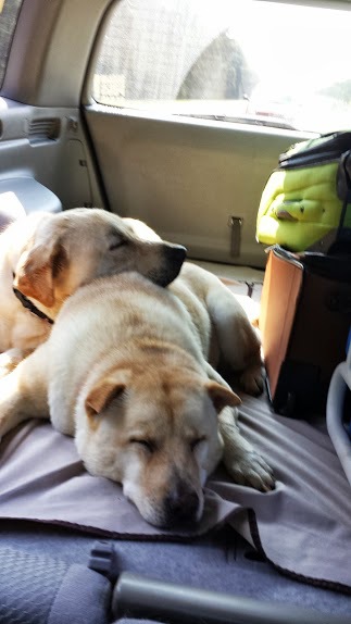 Estrella and River