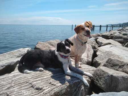 Ace & Sadie