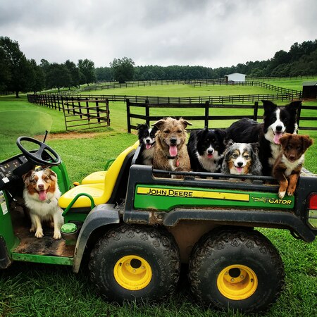 Stoli, Caden, Flo, Ellie, Dante, Laika and Fiona 