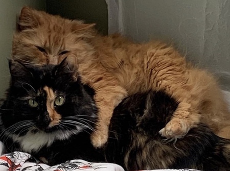 Nessie & Mufassa