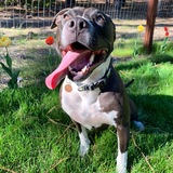 Entry image for Ziggy