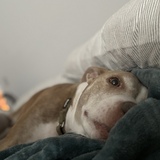 Entry image for Bubba