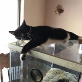 Entry image for Sir Barrington and Ricola 